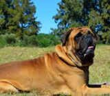 Bullmastiff: Características de la raza canina – Reino Animal