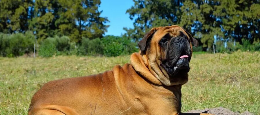 Perro Bullmastiff tirado en la hierba.