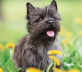 Cairn Terrier: características de la raza de perro.