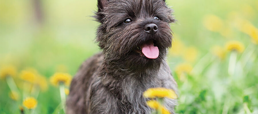 Perro Cairn Terrier en la hierba.