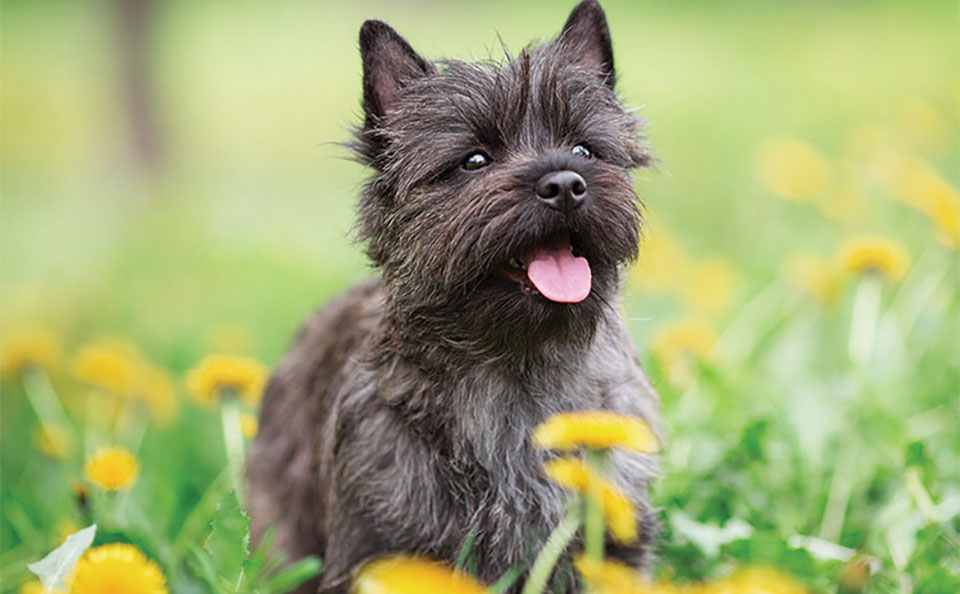 Perro Cairn Terrier en la hierba.