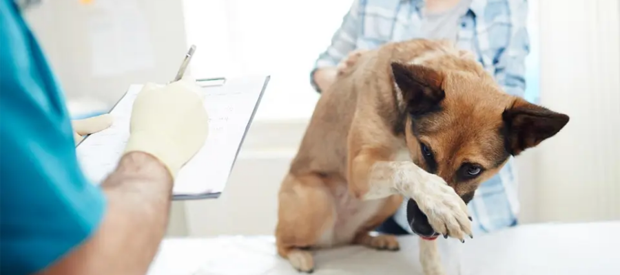 Cachorro ocultando su hocico con una pata al veterinario.