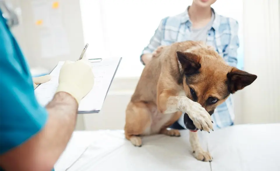 Cachorro ocultando su hocico con una pata al veterinario.