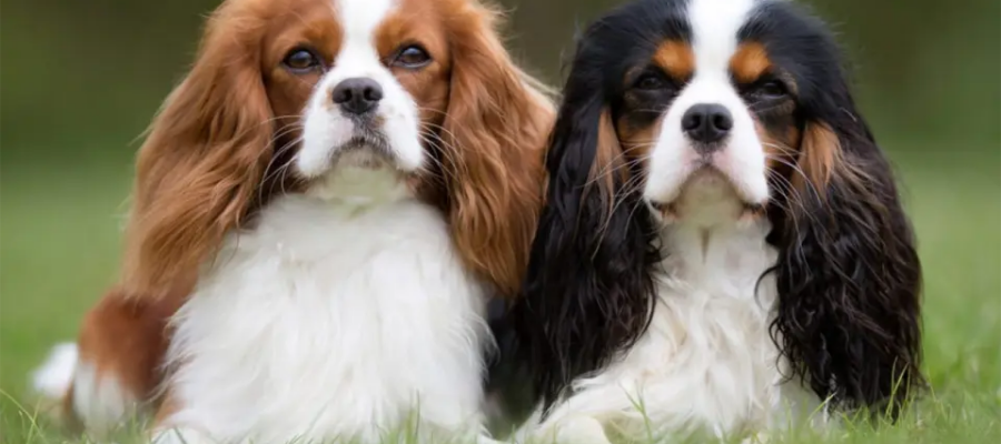 Dos perros Cavalier King Charles spaniel tirados en la hierba.