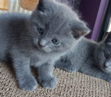 Chartreux: perfil de raza de gato