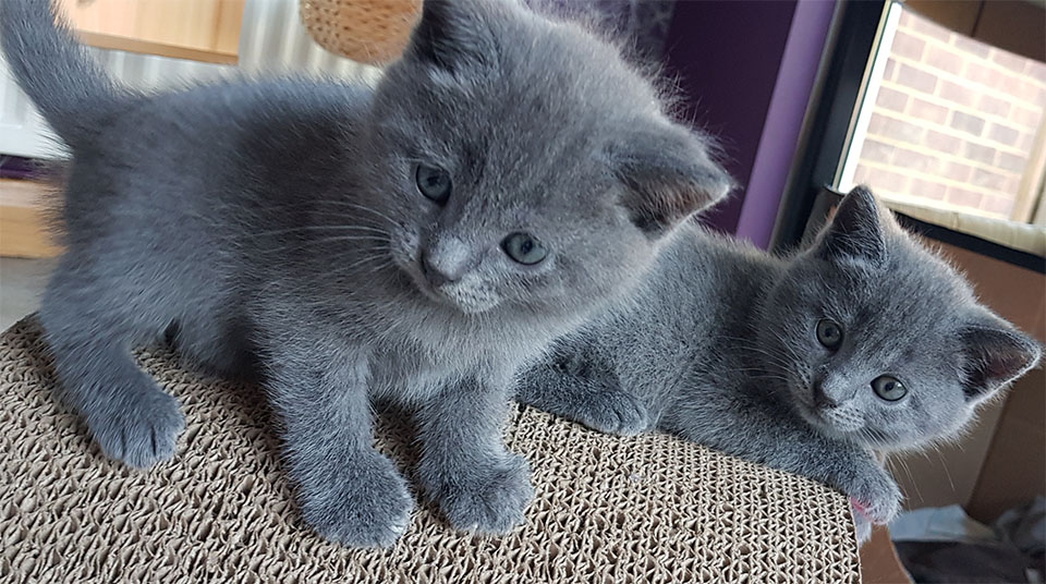 Dos gatitos cartujos.
