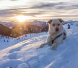 Chinook: Características de la raza de perro – Animal Kingdom