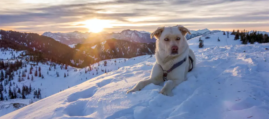 Perro Chinook tirado en la nieve.