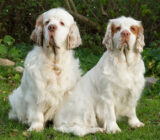 Clumber Spaniel: características de la raza de perro