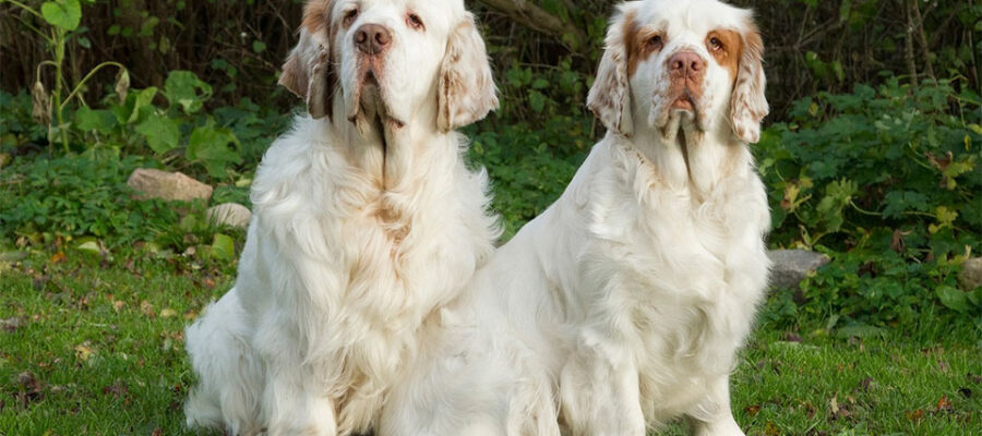 Dos perros Clumber Spaniel de pie en la hierba.