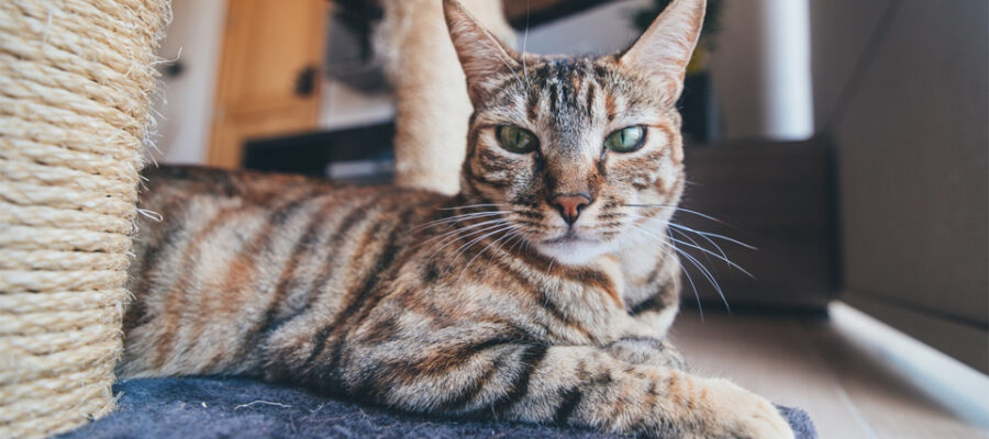 El gato yace junto a un rascador.