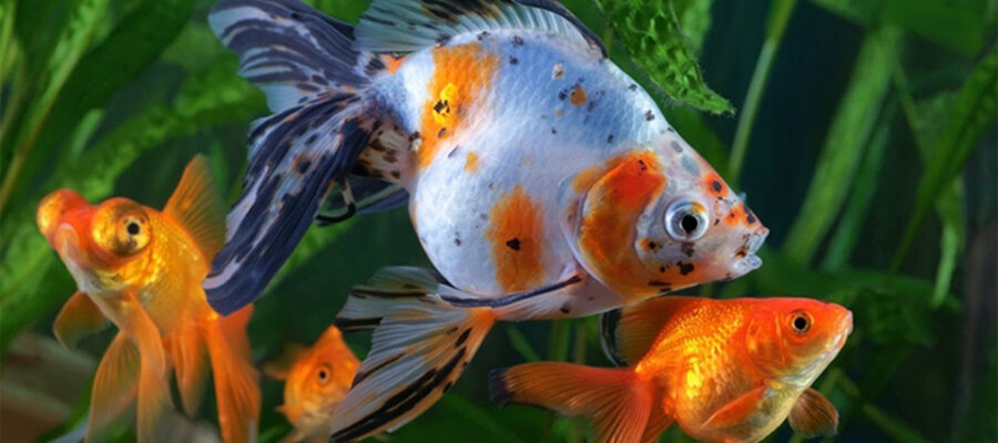 Peces en un acuario vistos de cerca.