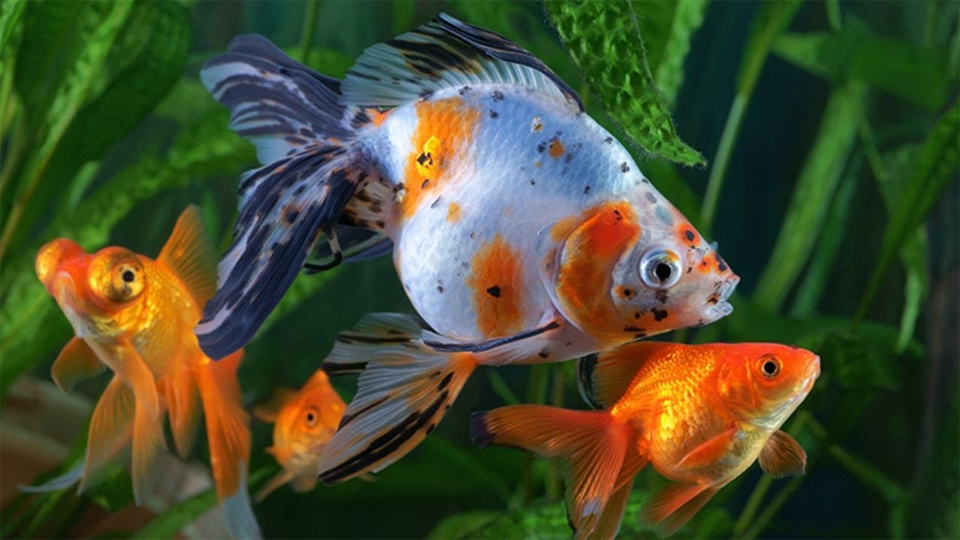 Peces en un acuario vistos de cerca.