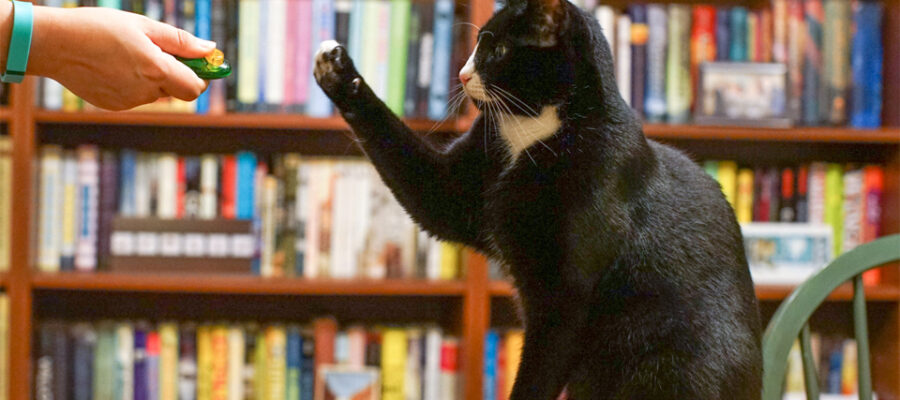 El gato entrenado por el maestro con un clicker.