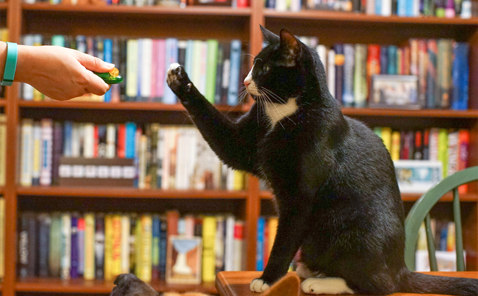 El gato entrenado por el maestro con un clicker.