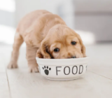 Cómo organizar un horario de alimentación para cachorros