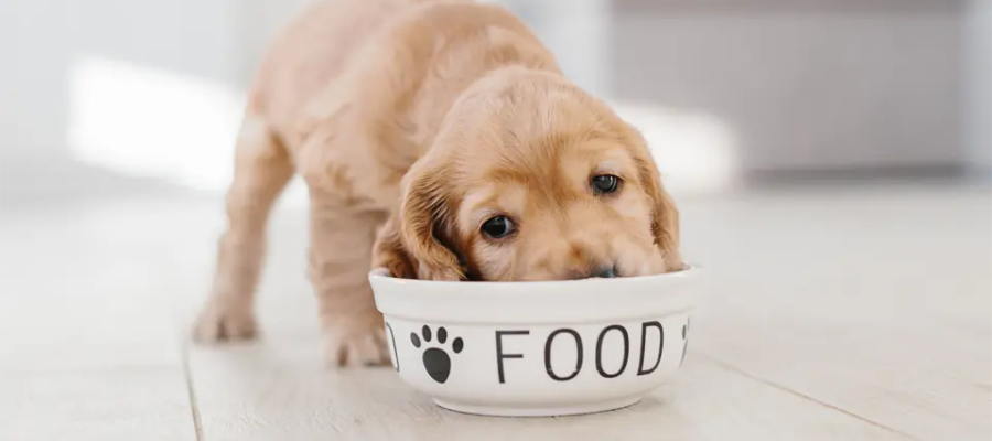 Cachorro comiendo de un plato de comida.