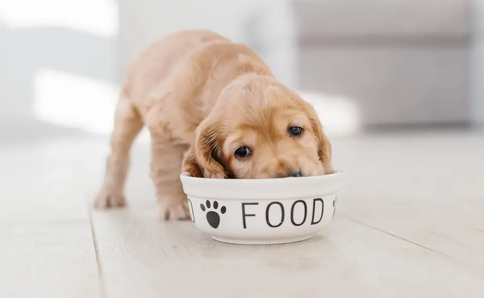 Cachorro comiendo de un plato de comida.