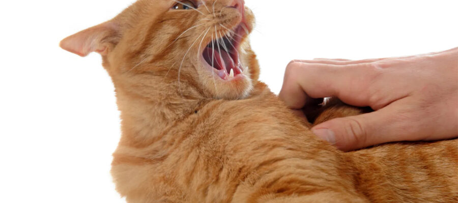 Gato agresivo atrapado por la mano del dueño.