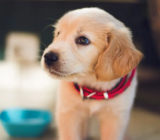 Convulsiones epilépticas en cachorros