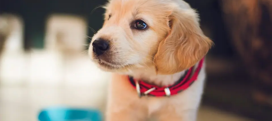Cachorro de cuello rojo visto de cerca.