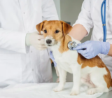 Cuándo llevar a tu cachorro al veterinario