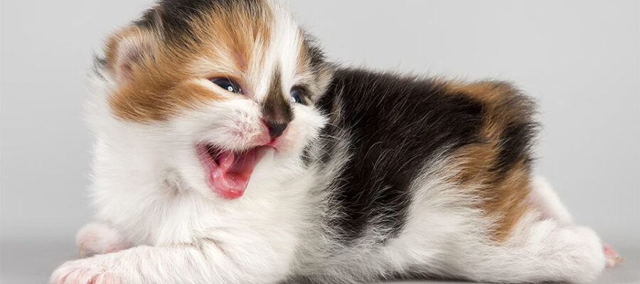 Gatitos címricos.