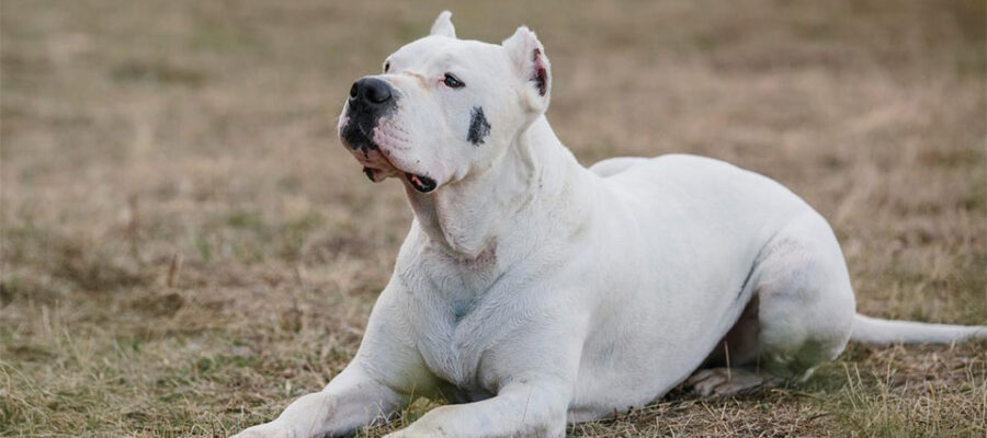 Perro Dogo Argentino tirado en el suelo.