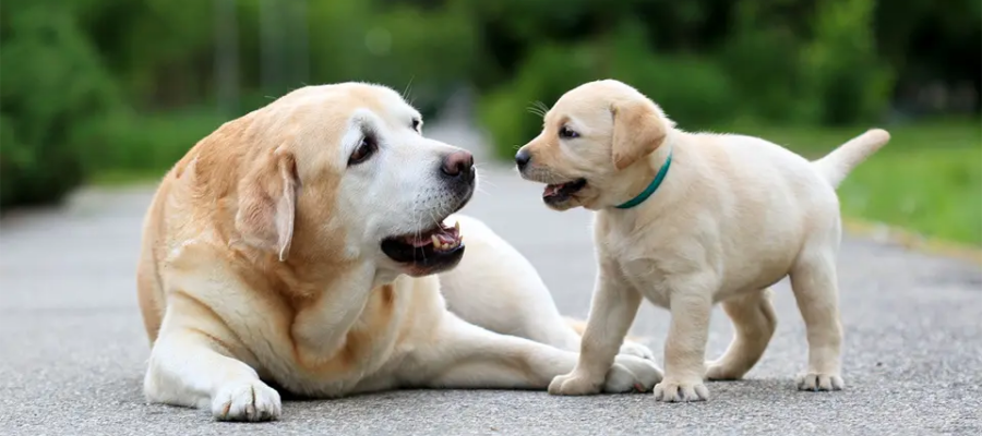 Perro adulto acostado mirando a un cachorro.