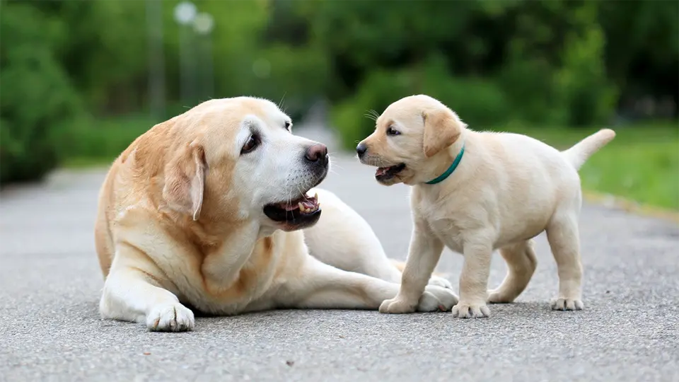 Perro adulto acostado mirando a un cachorro.