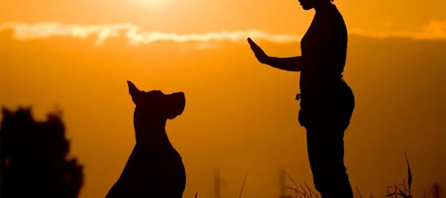 Mujer entrenando a su perro al atardecer en un campo.