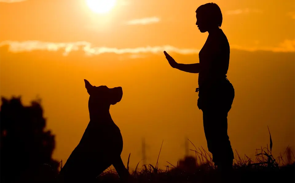 Mujer entrenando a su perro al atardecer en un campo.