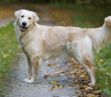 Golden Retriever: características de la raza de perro