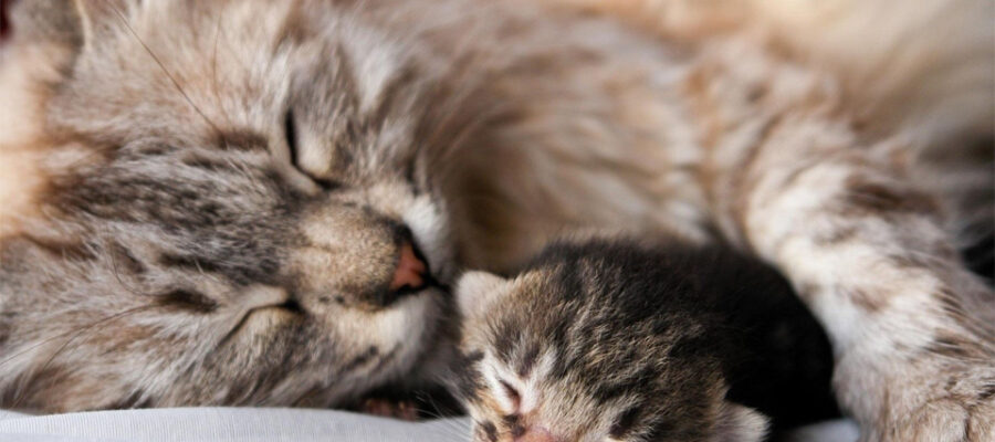 Gato durmiendo junto a su bebé.