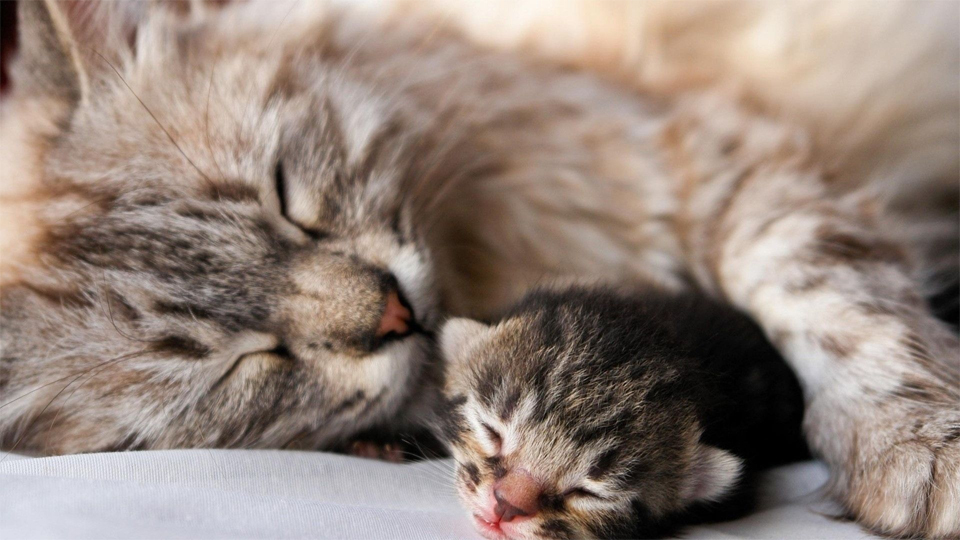 Gato durmiendo junto a su bebé.