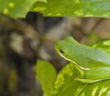 Guía para cuidar la rana verde americana como mascota