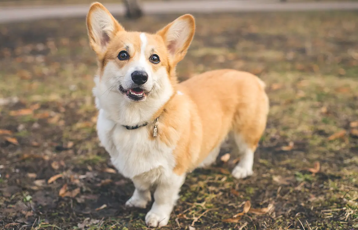 Caine Corgi galez Pembroke.