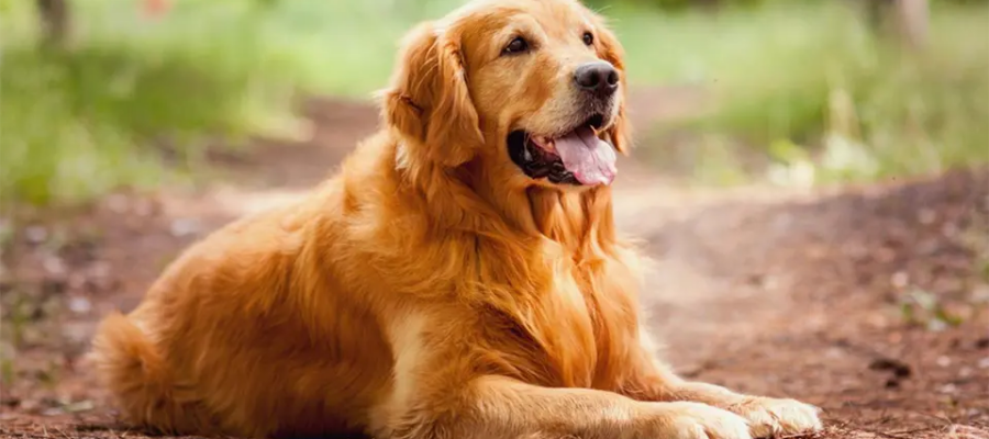 Perro Golden Retriever tirado en el suelo.