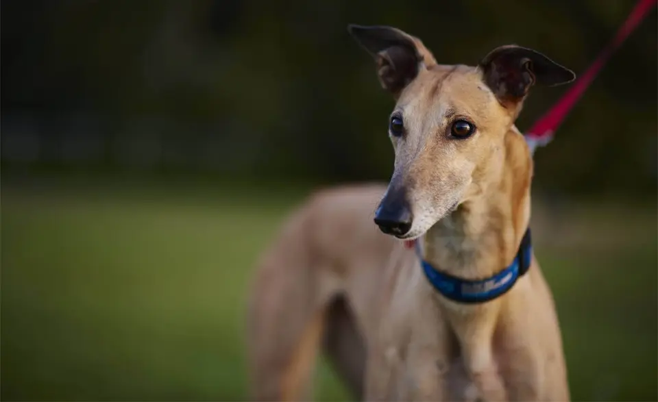 Perro galgo inglés (galgo).