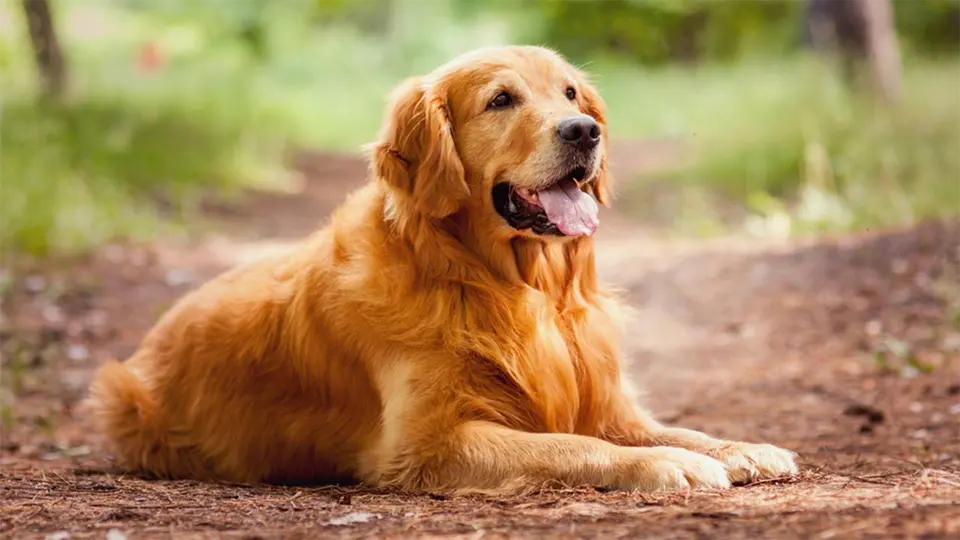 Perro Golden Retriever tirado en el suelo.
