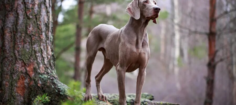 Perro codorniz Weimaraner de pie sobre las raíces de un árbol.