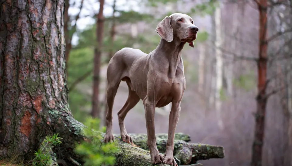 Perro codorniz Weimaraner de pie sobre las raíces de un árbol.