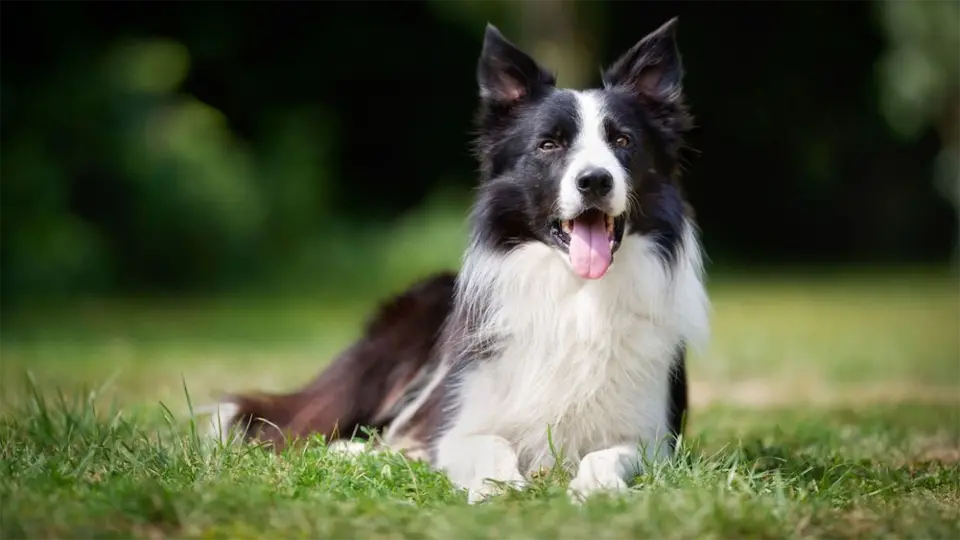 Perro collie fronterizo tirado en la hierba.
