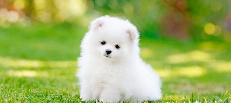 Cachorro blanco sentado en el fondo de la hierba.
