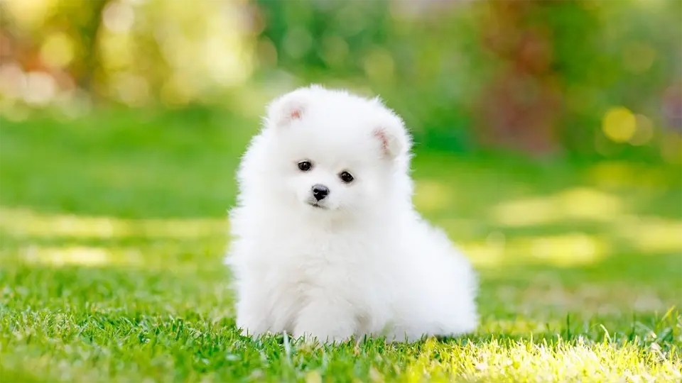 Cachorro blanco sentado en el fondo de la hierba.