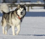 Malamute de Alaska: características de la raza de perro