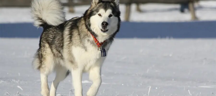 Caine Malamut de Alaska en el Oeste.