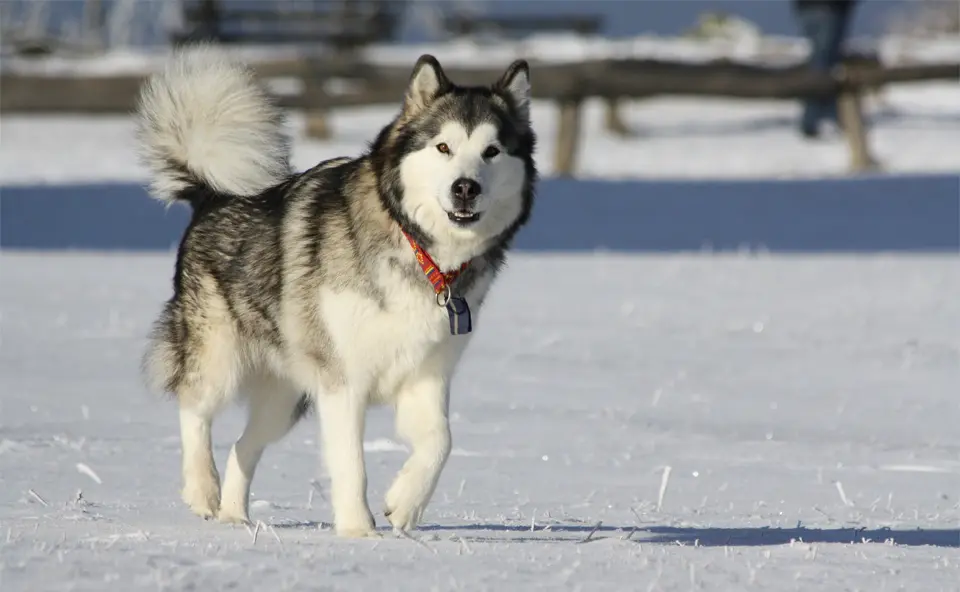 Caine Malamut de Alaska en el Oeste.