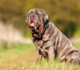 Mastín Napolitano: características de la raza de perro