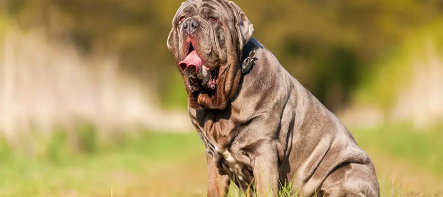 Perro Mastín Napolitano sentado en el fondo de la hierba.